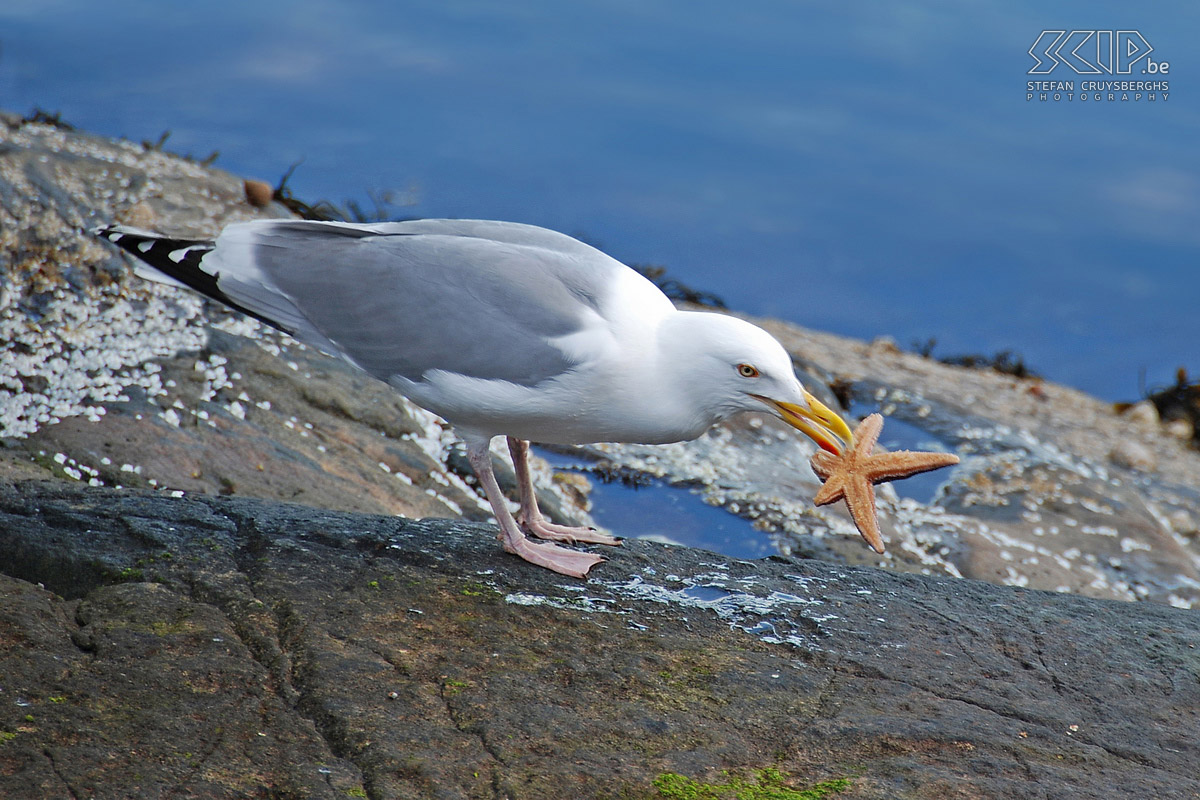 Å - Seagull with starfish A sea-gull trying to nibble at a starfish. Stefan Cruysberghs